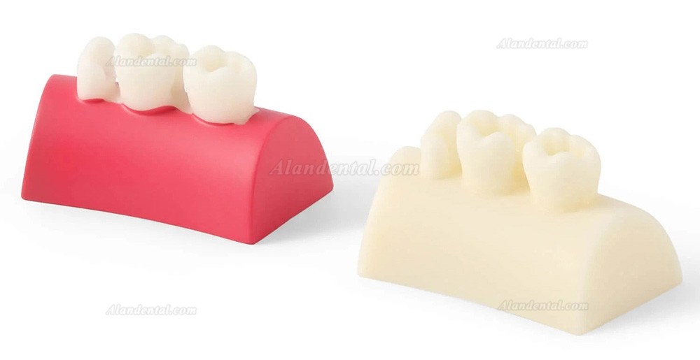 Dental Inlay Exercise Block Composite Resin Filling Teeth